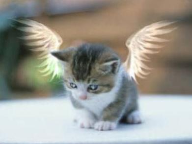 ange